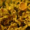 Xanthoria candelaria s. lat.